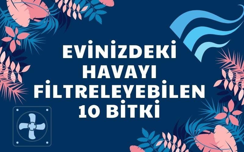 Evinizdeki Havayı Filtreleyebilen 10 Bitki