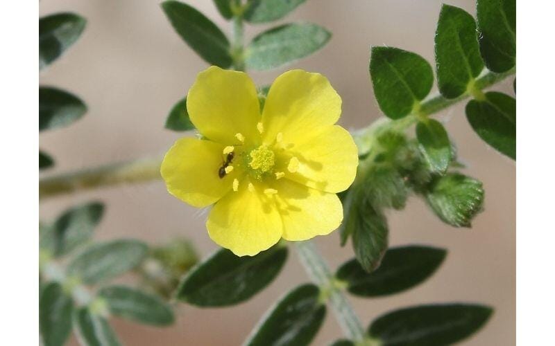 tribulus terrestis