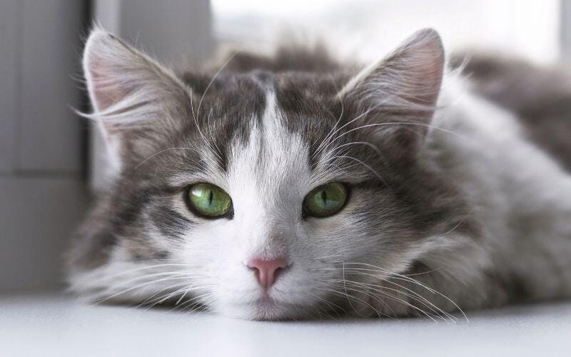 kedi