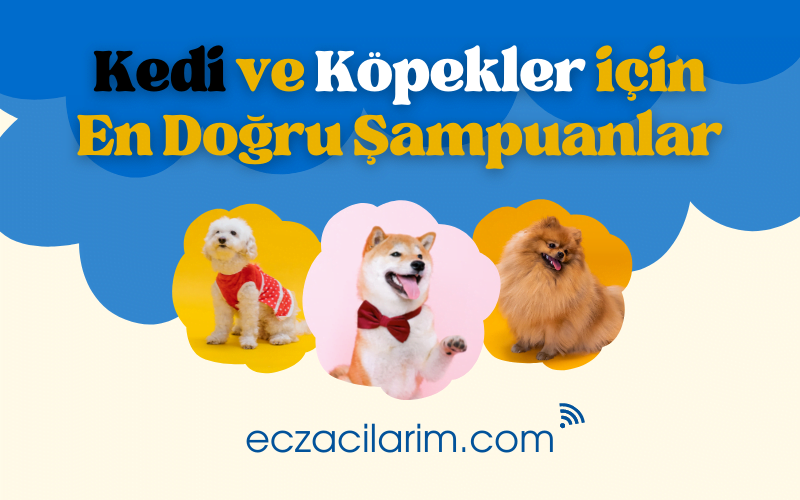 Kedi ve Köpekler için En Doğru Şampuan