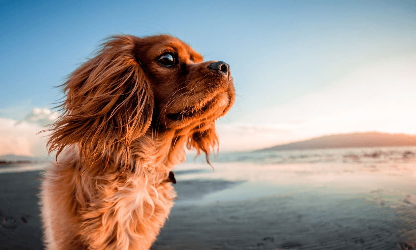 Köpek Maması Alırken Dikkat Edilmesi Gereken 5 Şey