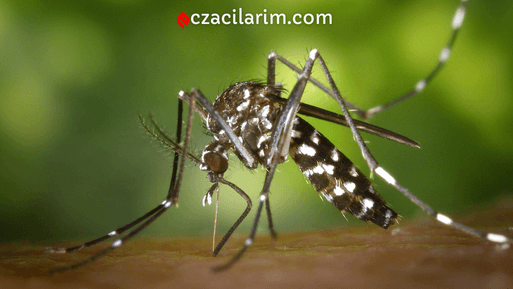 İlk Chikungunya Aşısı Lxchiq Nedir, Ne İşe Yarar?