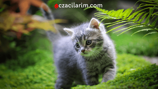 Kedi Kuru Şampuan Ne İşe Yarar, Kullananlar